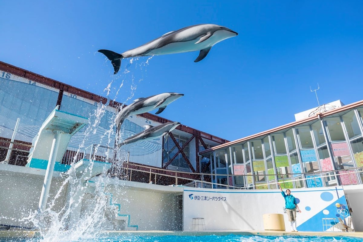 【伊豆・三津シーパラダイス】イルカ飼育の発祥地！ 駿河湾を中心とした海の生物に会いに行こう！