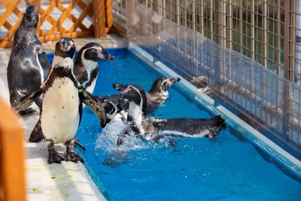 【伊豆・三津シーパラダイス】イルカ飼育の発祥地！ 駿河湾を中心とした海の生物に会いに行こう！