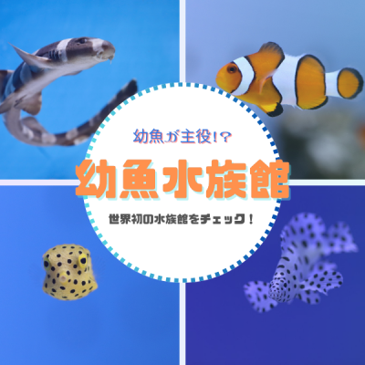 幼魚が主役!?世界初の水族館をチェック!~幼魚水族館~