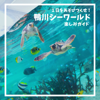 1日を遊びつくせ!鴨川シーワールド楽しみ方ガイド